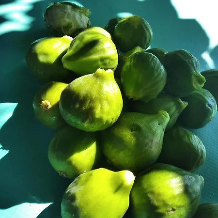 El Montito *